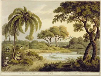 Peacock Shooting, az Oriental Field Sports, pub. Edward Orme, 1807 (nyomtatott)