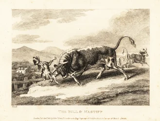 Egy bika agyondúl egy kutyát a mezőn. 1811 (rézkarc)