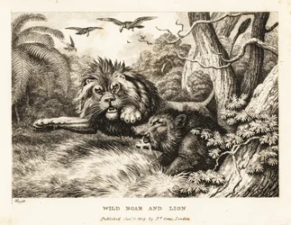 Oroszlán és vaddisznó harcol, miközben keselyűk köröznek fent. 1811 (rézkarc)