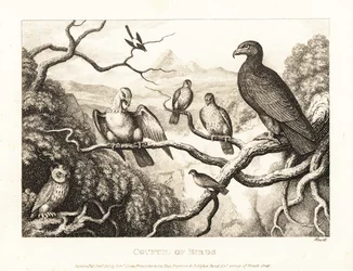 Egy sas egy fán álló madarak udvarán elnököl. 1811 (rézkarc)