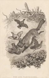 Róka és Partridges