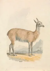 Láma