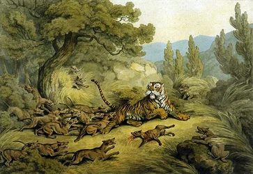 Vadkutyák által vadászott tigris (akvarell papíron)