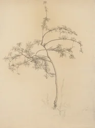 Virágzó fa, 1884 (grafit súrolópapíron)