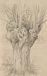 Göcsörtös fa, 1884 (grafit, fényezett papíron)