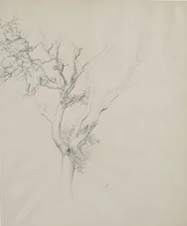 Fatanulmány, 1884 (grafit szürke szőtt papíron)