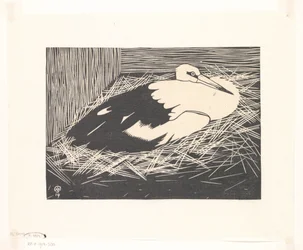 Fehér gólya (Magoear Stork)
