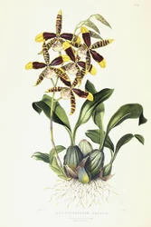 Odontoglossum Grande, 1837-1843 körül