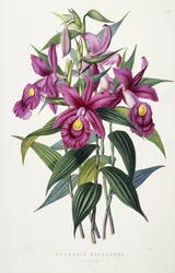Sobralia Macrantha, 1837-43 körül