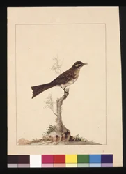 14. oldal Sárgafülű légykapó. Jelenleg Sárgaarcú Mézevőként ismert, 1789-90 körül (akvarell)