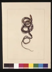 20. oldal Kígyó 1. sz. Jelenleg barna kígyóként ismert, 1789-90 körül (akvarell)