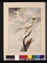 23. oldal White Hawke. Jelenleg szürke goshawk néven ismert, 1789-90 körül (akvarell)