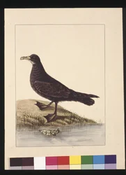 24. oldal Fuliginous Peteril. Jelenleg fehér állú petrecként ismert, 1789-90 körül (akvarell)