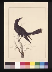 30. oldal. Fehér, szellőző varjú. Jelenleg Pied Currawong néven ismert, 1789-90 körül (akvarell)