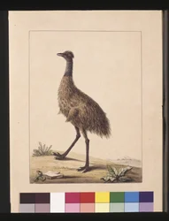 7. oldal New Holland Cassowary. Jelenleg Emu néven ismert, 1789-90 körül (akvarell)
