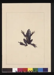 9. oldal Kék Béka. Jelenleg zöldfa békaként ismert, 1789-90 körül (akvarell)