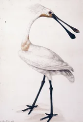 Kanálcsőrű, 1777