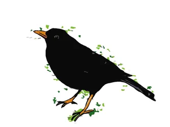 Blackbird, 2018,(digitális rajz)