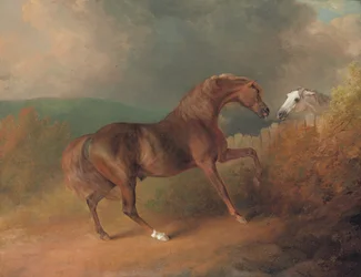 Thornton ezredes Jupitere, a tatár napfogyatkozása a kancából, a kerítés mellett, szürke kancával, Thornville Royalban, 1792