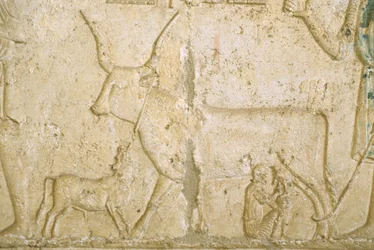 Ókori Egyiptom, falfestmény, Petosiris sírja, Tuna el Gebel, 300 BC, fejő tehén (fotó)