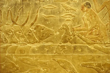 Ókori Egyiptom, Falfestmény, Mastaba/Tomb of Idout, Szakkara, 6. dinasztia, Szarvasmarha átkelés egy folyón, Férfi segít át egy borjút a folyón, Anya nézi (fotó).