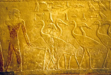 Ókori Egyiptom, Falfestmény, Mastaba/Ti sírja, Szakkara, 5. dinasztia, Szelíd darvakat vezető gazda (fotó)