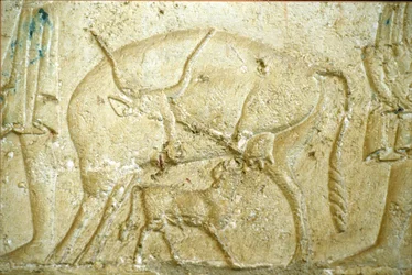 Ókori Egyiptom, Falfestmény, Petosiris sírja, Tuna Gabel, Tuna el Gebel, Kr. e. 300, Szoptatni próbáló borjú (fotó)