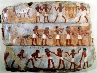 Egyiptomi ókor: falfestmény Ounsou thébai sírjából: mezei munka: szántás, ültetés, aratás, kévék hordása, kitépés és gabonacséplés. Thutmosis (Tuthmosis vagy Thutmus) III uralkodása.