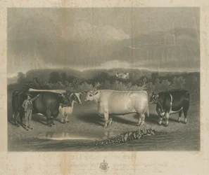Chillington – „The Chillington Oxen”: mezzotint-metszet, nd [1838] (nyomtatás)
