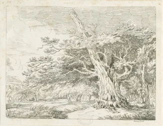 Needwood - Tölgyfa: rézkarc