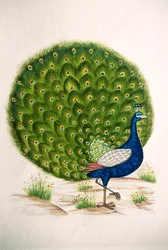 Miniatúrafestmény selymen: páva
