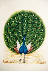 Miniatúrafestmény selymen: páva