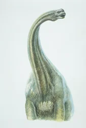 Brontosaurus, jura időszak (színes litho)