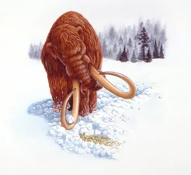 A mamut a hóban táplálékot keres, pliocén/pleisztocén időszak (színes litho)