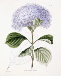 Ottaksa hortenzia, 1835-70 körül