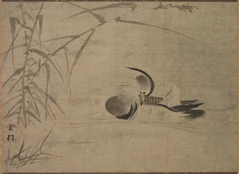 Mandarin kacsa, 1500-as évek.