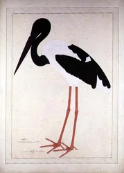 Feketenyakú gólya, Xenorhynchus asiaticus, Lady Impey számára festve Kalkuttában