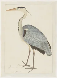 Gray Heron, fólió egy sorozatból, Lady Impey megbízásából, 1780-82 körül