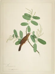 Hwamei a Terminalia Branch-on, fólió a Lady Impey által megrendelt sorozatból, 1780