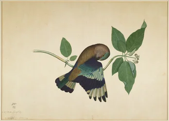 Indian Roller on Sandalwood Branch, fólió egy sorozatból, Lady Impey megbízásából, 1779
