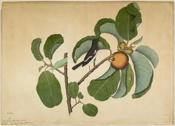 Keleti szarka-billegető szöcskével és levélkabócával egy elefántalmaágon, Lady Impey megrendelésére készült sorozat lapja, 1778