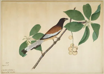 Vöröses fapalánta és hernyó egy ágon, Lady Impey megrendelésére készült sorozat lapja, 1777