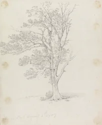 Fa az Easton Parkban