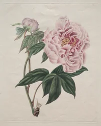 Kínai bazsarózsa (Paeonia suffruticosa)