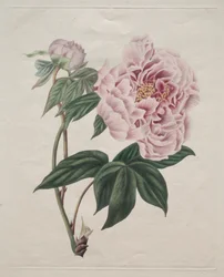 Kínai bazsarózsa Paeonia suffruticosa, c. 1820.