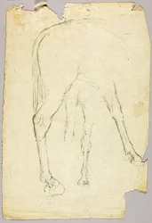 Ló