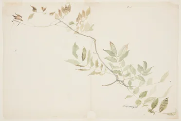A Wisteria lombozat tanulmányozása