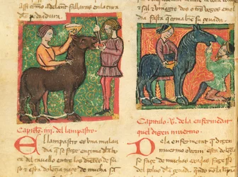 Ms 214 fol.26v Glossitis gyógyítása lóban, Libro de Menescalcia y Albeyteria, Juan Alvarez, 1390 körül