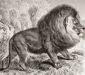 A ma már kihalt fokföldi oroszlán, a "La Vida de los Animales" kiad. 1885 körül (nyomtatás).