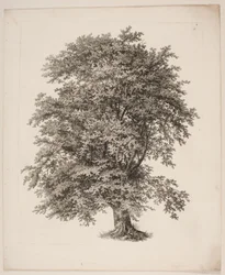 "Studies after Nature with Regard to Landscape Drawing by S.H. Petersen", 2. sz